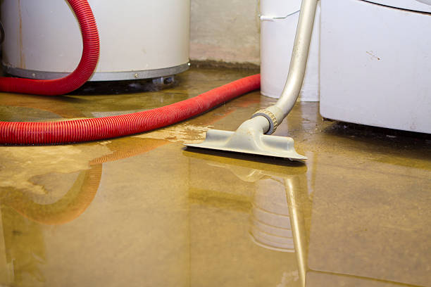 Best Water damage cleanup near me  in Pelion, SC